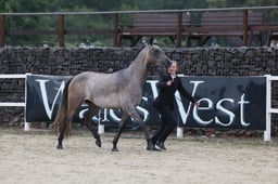 31 BNC Pure Bred Geldings 3yrs