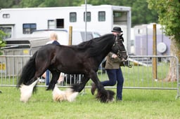 133 Gypsy Cobs Senior In Hand