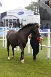 Welsh B Championship