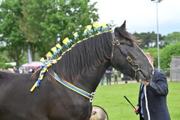 SH6 Shire Yearling