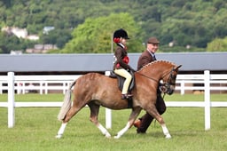 H168 HOYS Lead Rein SHP