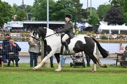531 HOYS Heavyweight Cob