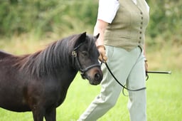 111 Miniature Shetland Youngstock