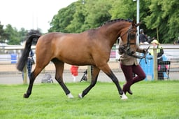 Riding Pony Breeding