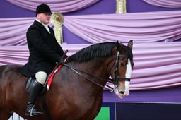 Ridden Heavy Horse of the Year Championships