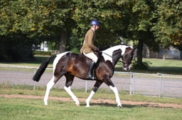 112D Ridden Coloured Non Native Horse