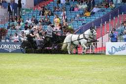 Horse & Donkey Vehicle Parade