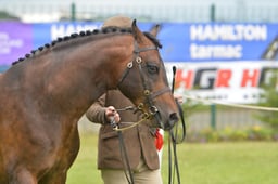 Welsh PB In Hand Championship