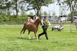 87 Mare or Gelding exc 4yrs