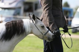 CH124 Miniature Horse Championship