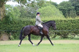 79 SEIB SFAS HOYS  Working Horse