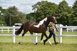 CLH128 In Hand Sport Horse 2-3 years