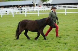 26-29 M&M In Hand Winter Final Small Breeds