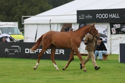 Class 3A Yearling Colt or Gelding