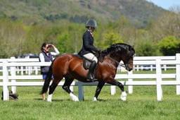 H19_0385 2026