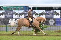 Ridden Cob Championship