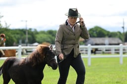 H41_1981 2026