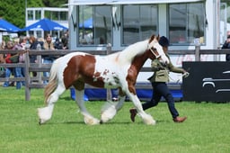 S28_8526 2026