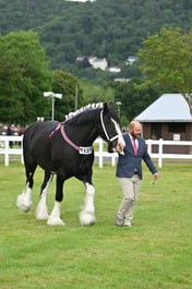 CLH270 Shire Barren Mare  Gelding