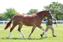 H124-123 ID & PB SPORTS HORSE CHAMPIONSHIP