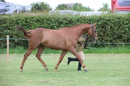 41 Tattersalls In Hand RoR