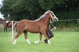 38 Welsh A Filly or Gelding