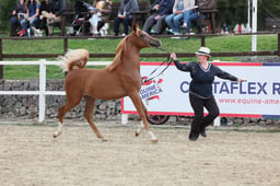 ECAHO Pure Bred Colts