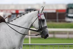 CL44 Novice Show Horse 2024 Qualifier