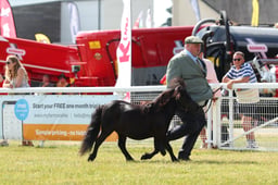 310 Geldings