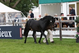 W29_0629 2026