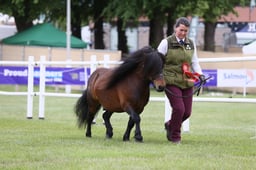 Shetland Championship