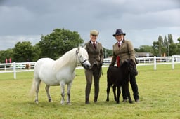 CLH33 Shetland Foal