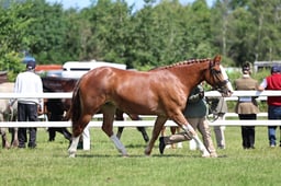 Z42_3307 2026