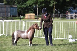 H222-220 HOYS MINIATURE CHAMPIONSHIP
