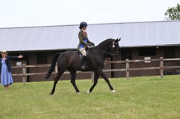H232-230 HOYS VETERAN CHAMPIONSHIP