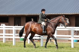 H226 TSR Amateur Ridden Veteran