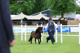 Miniature Shetlands