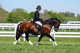 H19_0317 2026