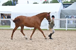 37 RIHS Large Riding Horse