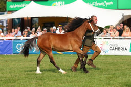 74 Yearling Filly or Gelding