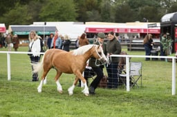 E29_0337 2026
