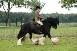 134 Gypsy Cob Ridden