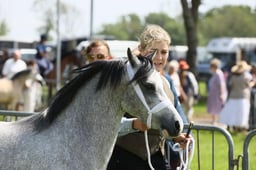 78 Filly or Gelding, 2 or 3yrs