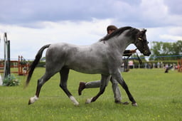J36_7101 2026