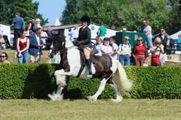 S61_0796 2026