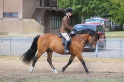 101D M&M Ridden New Forest