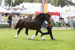 E34_2352 2026