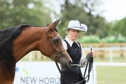 151 Pure Bred Arab In Hand 4yrs & Over