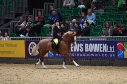 Supreme Pony of the Year - Prelim