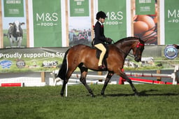 556 Show Pony 138cm